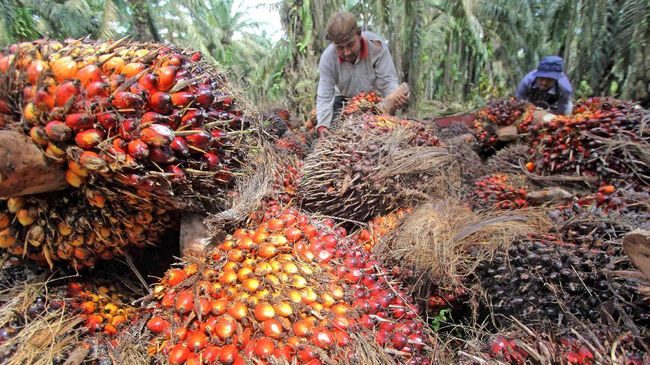 Harga CPO Merosot, Jokowi Turun Tangan