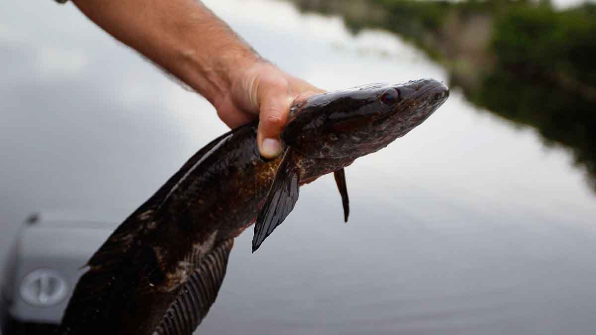 Snakehead Invasif Ditemukan di Georgia Snakehead Invasif Ditemukan di Georgia