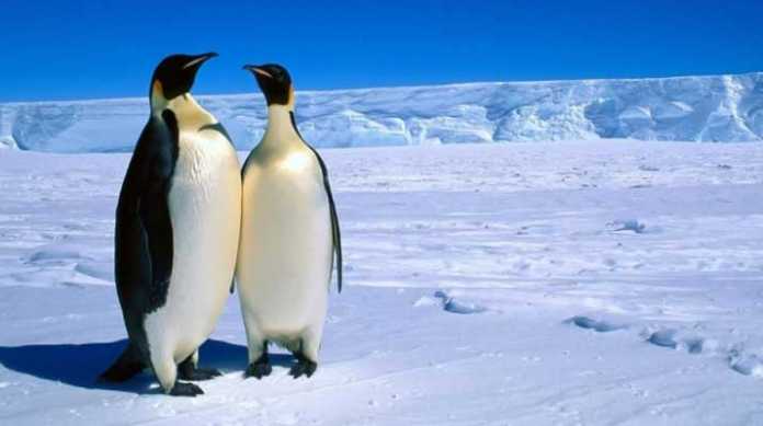 8 Kali Gagal Ciptakan Taman Laut, Ahli Konservasi Internasional Frustasi Konservasi Laut