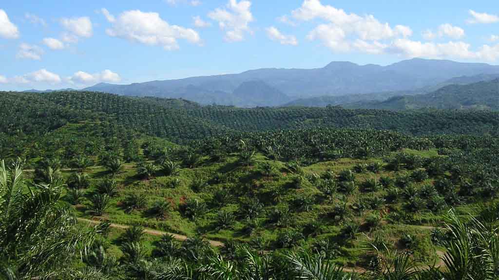 3,3 Juta Hektar Kebun Sawit Akan Diputihkan