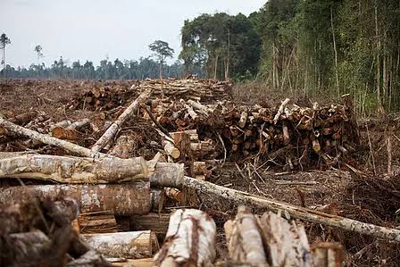 KPA: RUU Cipta Kerja Bukti Kemunduran Political Will Pemerintah KPA: RUU Cipta Kerja Bukti Kemunduran Political Will Pemerintah