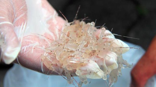 Ekspor Benih Lobster