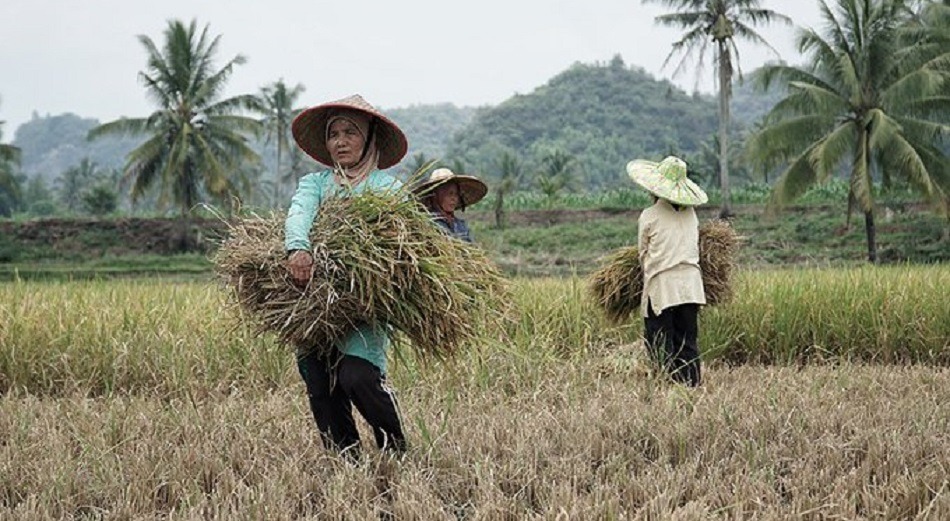Tahun 2021 Ketahanan Pangan Menjadi Sektor Prioritas Pemerintah