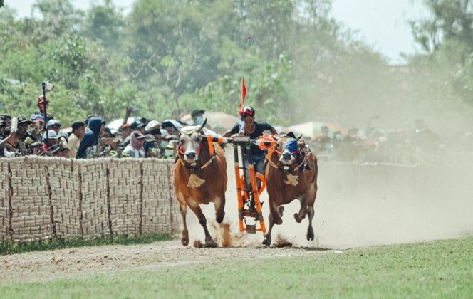 Karapan Sapi Piala Presiden 2020 Ditunda