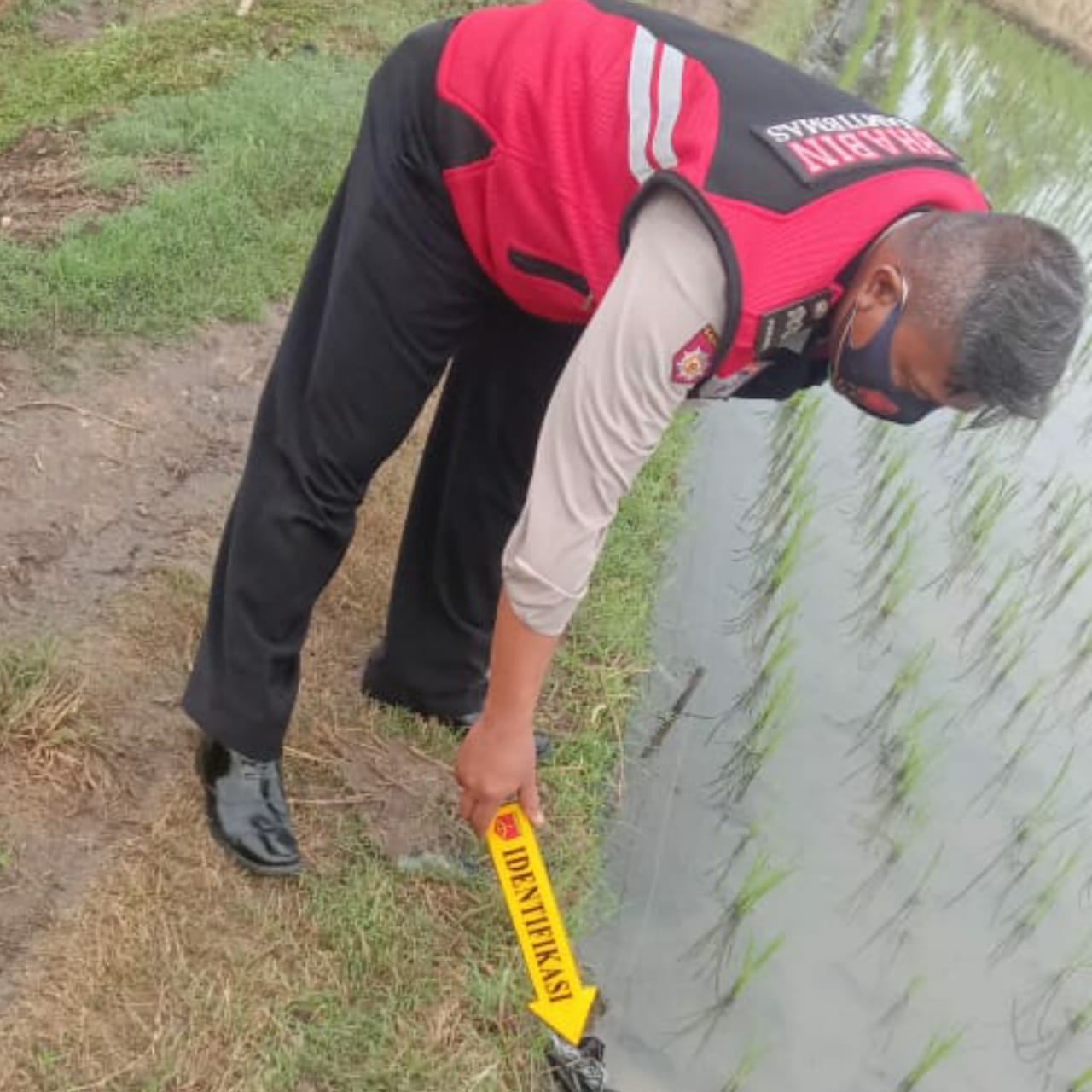 Hendak Perbaiki Saluran Air, Petani di Gresik Tewas Tersengat Jebakan Tikus Miliknya Sendiri