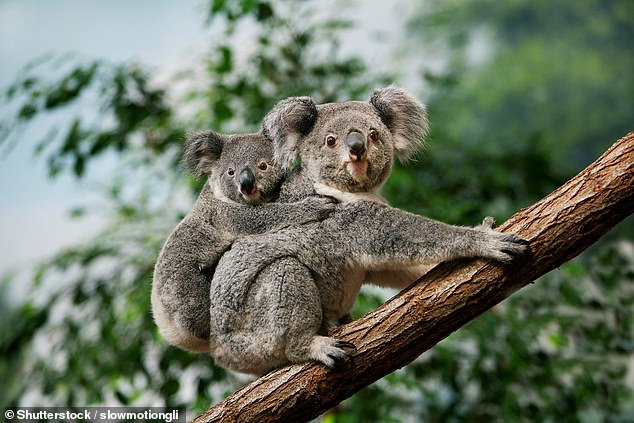 Koala