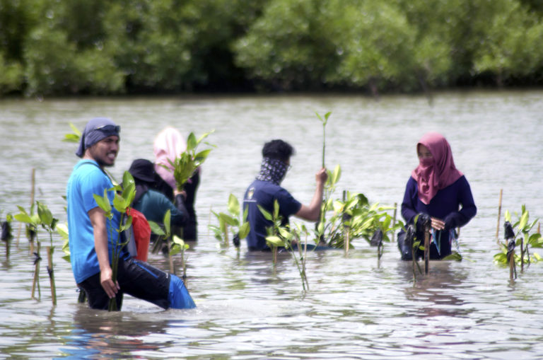Mangrove
