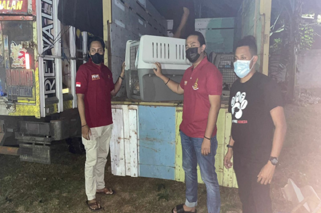 Tingkat Konsumsi Daging Anjing di Soloraya Cukup Tinggi Anjing