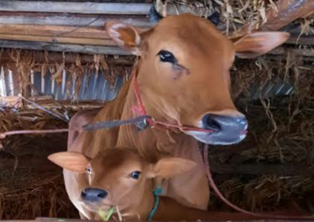 Waspada Virus BEF! Sejumlah Sapi Warga Sampang Mati Mendadak Sapi