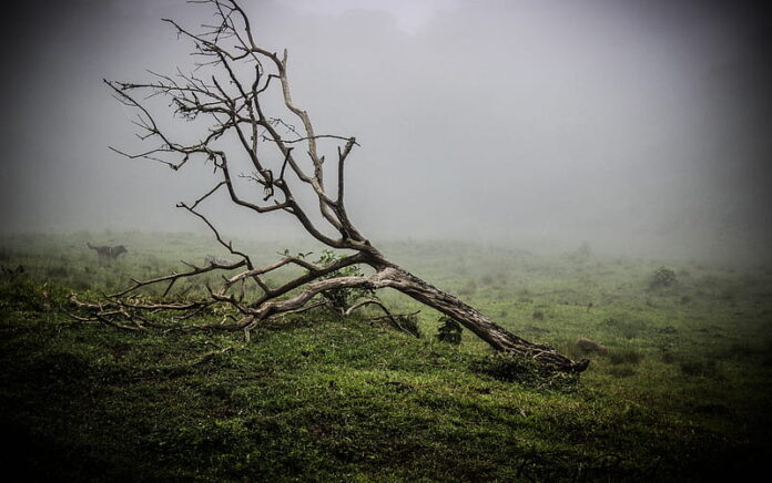 Alam: Kalau Merusak Lebih Mudah, Kenapa Harus Merawat