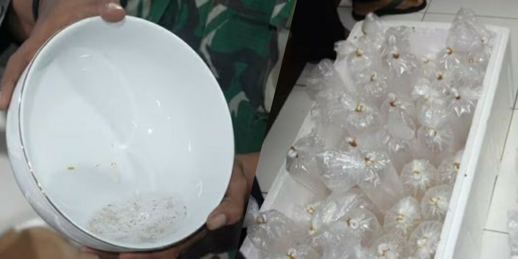 KKP dan Polda Sumsel Kembali Gagalkan Penyelundupan Benih Lobster