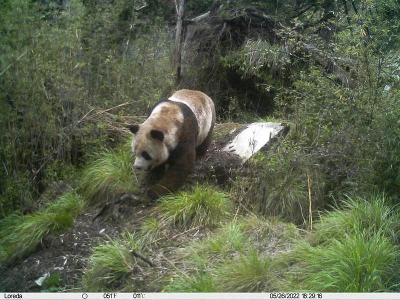 Terekam Kamera, Begini Penampakan Induk Panda Raksasa Liar dan Anaknya