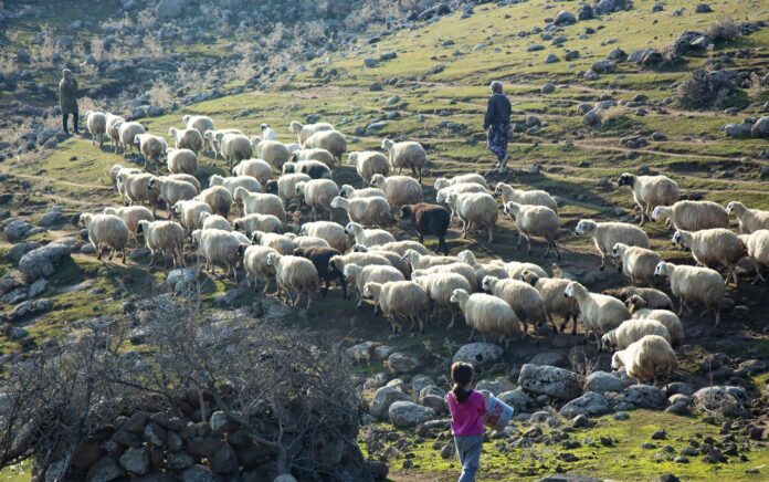 Turki: Penduduk Desa Orenkuyu Berjuang untuk Hidup di Ambang Krisis Air
