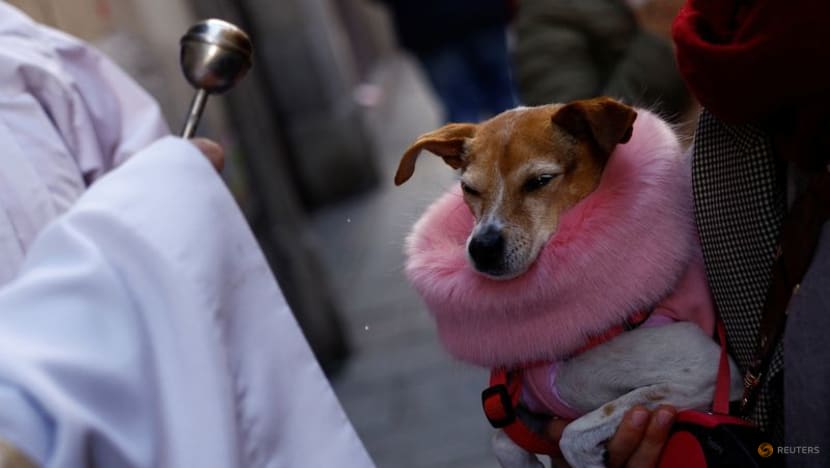 Ritual Unik, Puluhan Hewan Peliharaan di Spanyol Diberkati oleh Pendeta