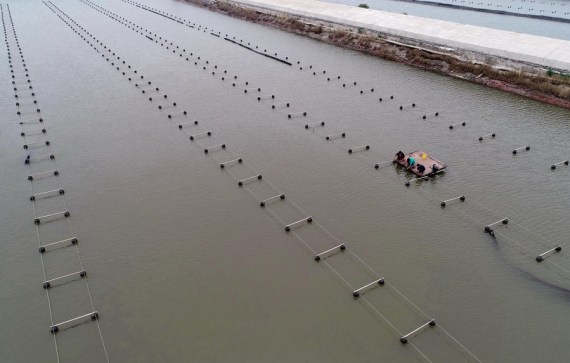 Selain Hemat Biaya, Daur Ulang Tailwater di China Mampu Tingkatkan Akuakultur