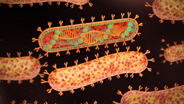 8 Kasus Baru Virus Marburg Terdeteksi di Guinea Khatulistiwa: Potensi Menjadi Pandemi Selanjutnya