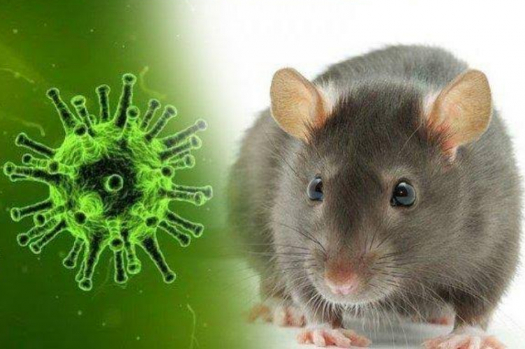 90 Warga Bantul Terinfeksi Penyakit Kencing Tikus, 6 Orang Meninggal