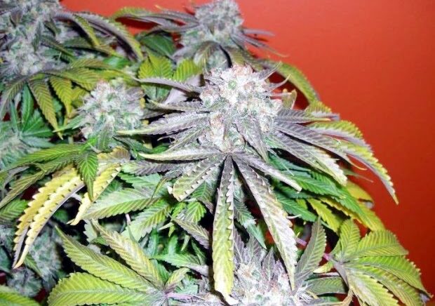 Studi: Pria Muda Paling Berisiko Terkena Skizofrenia Terkait Gangguan Penggunaan Ganja