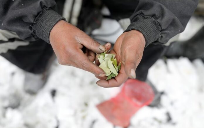 Seorang pria yang bekerja sebagai penambang memegang daun koka di La Rinconada, Andes, Peru, 5 Oktober 2019. Foto: Reuters/Nacho Doce/File Foto.