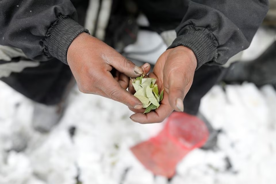 Seorang pria yang bekerja sebagai penambang memegang daun koka di La Rinconada, Andes, Peru, 5 Oktober 2019. Foto: Reuters/Nacho Doce/File Foto.