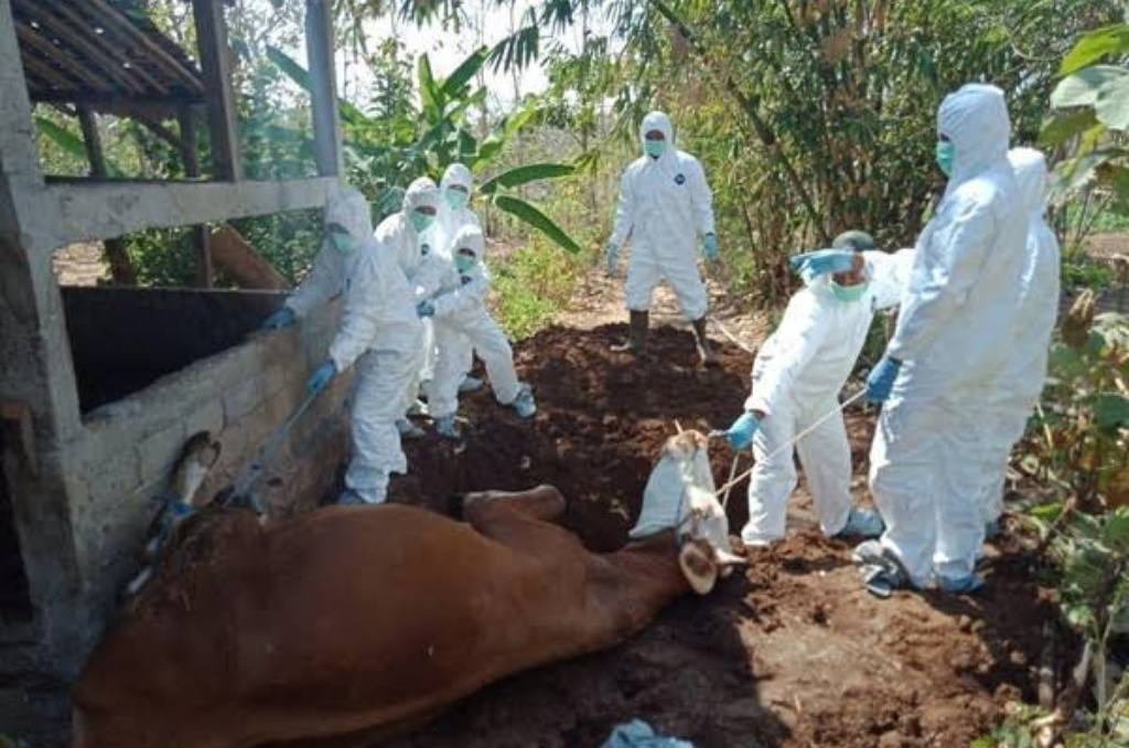 Kementan Larang Masyarakat Bedah Hewan Ternak Terindikasi Antraks
