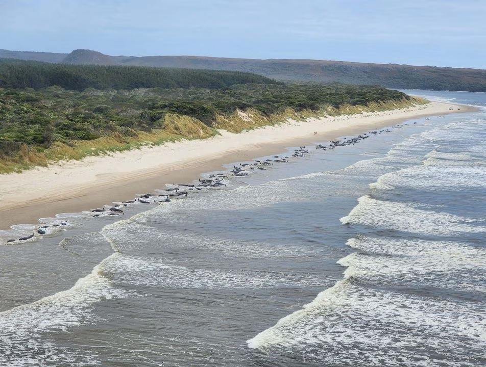 Pemandangan dari udara menunjukkan paus yang terdampar di Macquarie Harbour, Tasmania, Australia, 21 September 2022. Foto: NRE Tasmania/HO/Reuters.