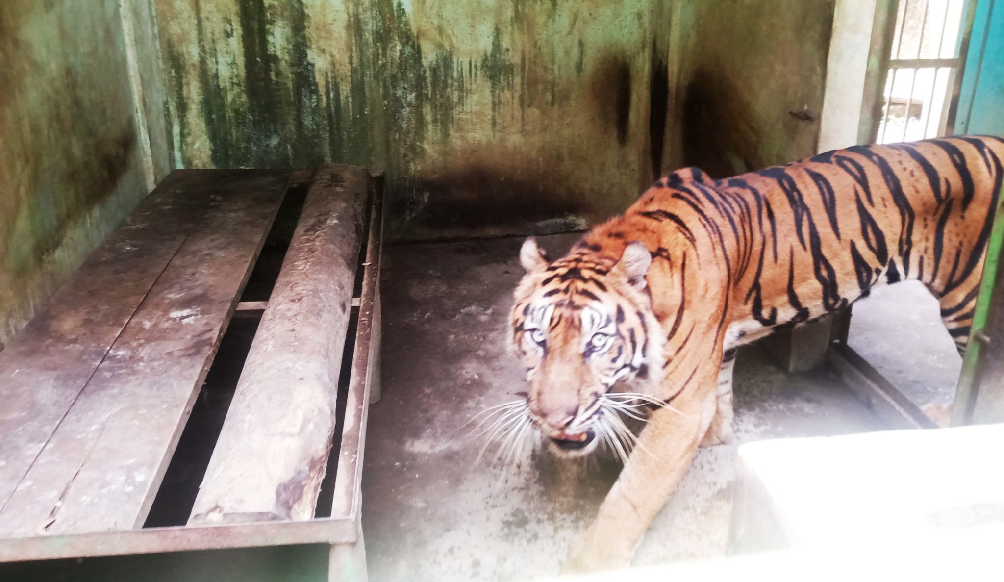 Harimau kurus kering di Medan Zoo. (Foto: Ayat S Karokaro/ Mongabay Indonesia)