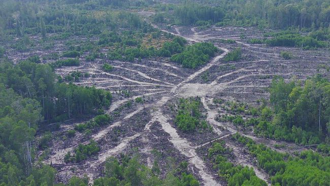 Eksploitasi Hutan Bintuni Papua Barat Kian Marak Eksploitasi Hutan Bintuni Papua Barat Kian Marak