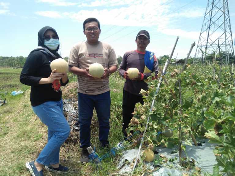 Sisi Lain Dibalik Chanif Muayyad Ketua PC PMII Tuban, Memilih Menjadi Petani Melon Semenjak Kuliah
