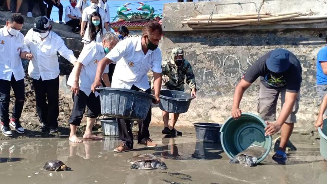 Buang Sial, Warga Tionghoa Tuban Lepas Sembilan Penyu ke Laut