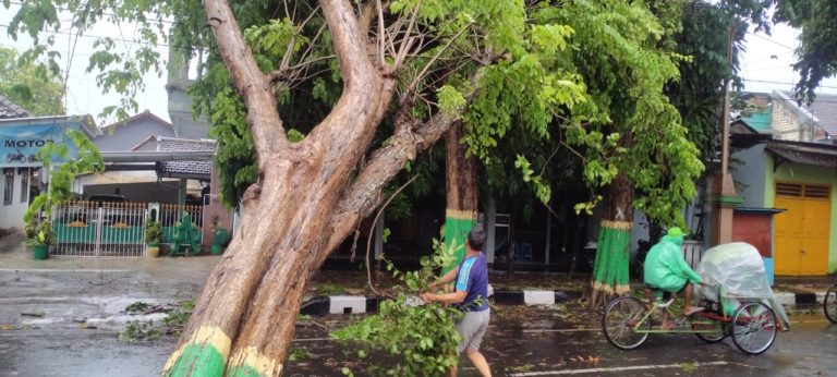 Tuban Diterjang Angin Kencang, Pohon dan Papan Reklame Roboh