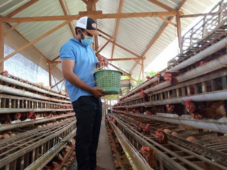 Covid-19 Mencekik Harga Telur, Peternak Ayam Petelur Rela Gadaikan BPKB