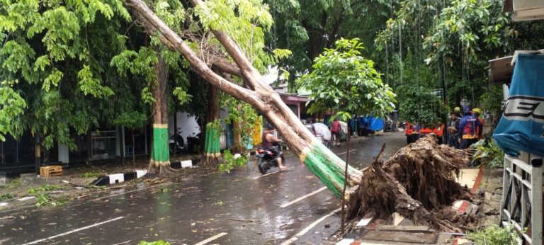 Sehari, Tujuh Pohon dan satu Reklame Tumbang Diterjang Puting Beliung