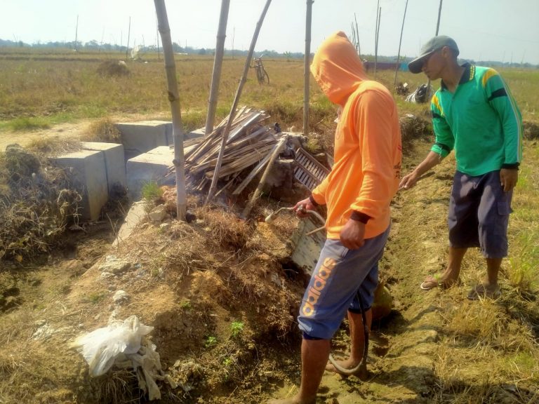 Sinergi Gapoktan Dan Pemdes Sumurjalak Atasi Hama Tikus, Gerakkan Petani Lakukan Gropyokan Tikus