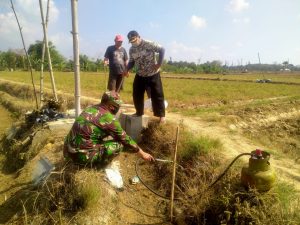 Sinergi Gapoktan Dan Pemdes Sumurjalak Atasi Hama Tikus