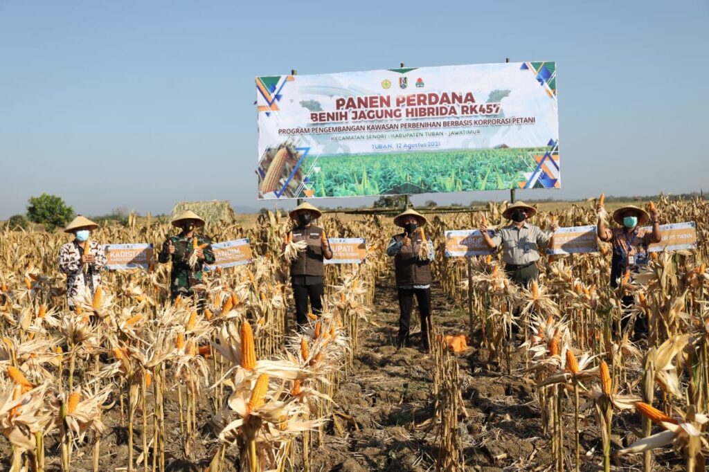 Benih Jagung RK457 Hasil Pendanaan APBD Tembus Pasar Ekspor Asia Tenggara