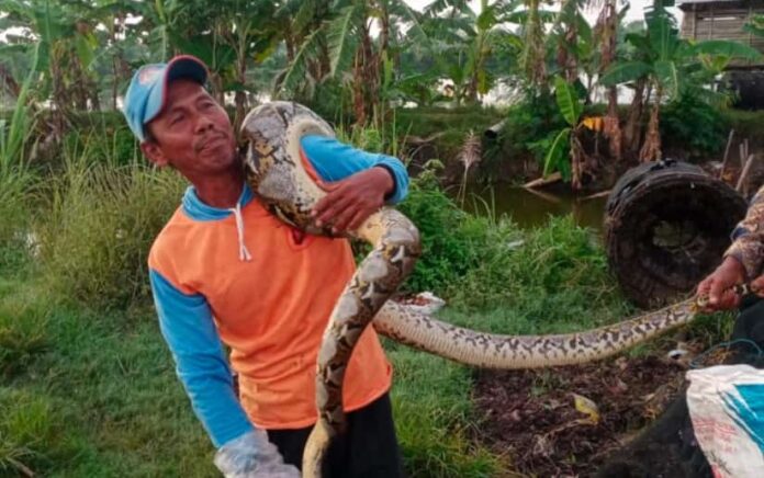 Niat Ambil Ikan di Sungai, Warga Suwalan Malah dapat Ular Piton