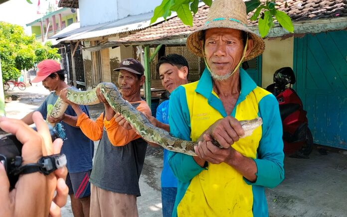 Lasmijan, Pencari Ikan di Sungai Sudah 6 Kali Mendapatkan Ular Piton