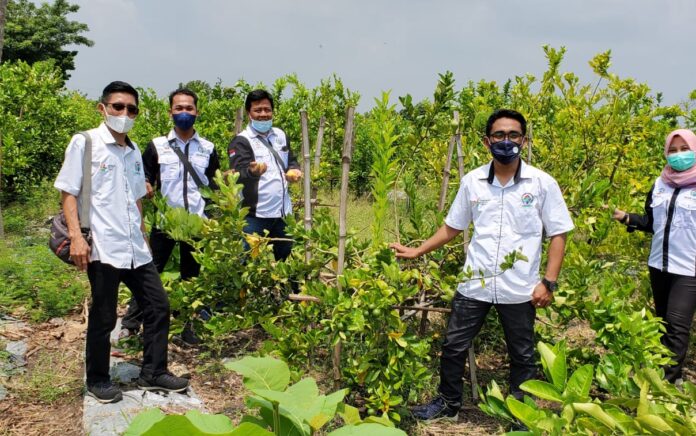 Sebanyak 1.100 Pohon Jeruk Lemon California di Desa Tasikharjo Siap Panen