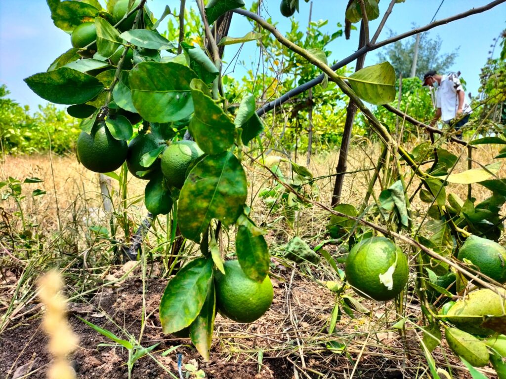 Sebanyak 1.100 Pohon Jeruk Lemon California di Desa Tasikharjo Siap Panen