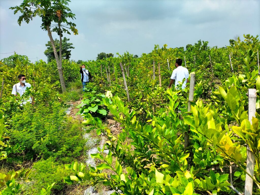 PT TPPI Tuban Bakal Menanam 1.000 Jeruk Lemon California Lagi di Desa Tasikharjo