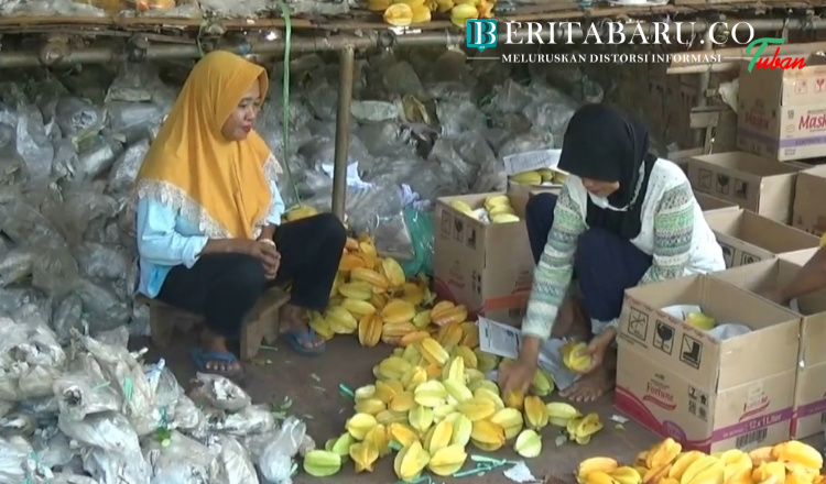 Bulan Ramadan Petani Belimbing Madu di Tuban Kebanjiran Pesanan