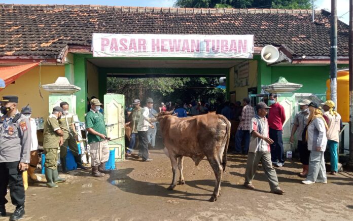 Bupati Tuban Cegah Sapi Dari Kota Penyebab PMK Masuk Tuban