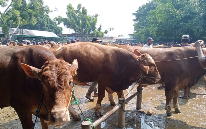 Kasus PMK Sudah Menyebar di 18 Kecamatan, Pemkab Tuban Tutup Pasar Sapi