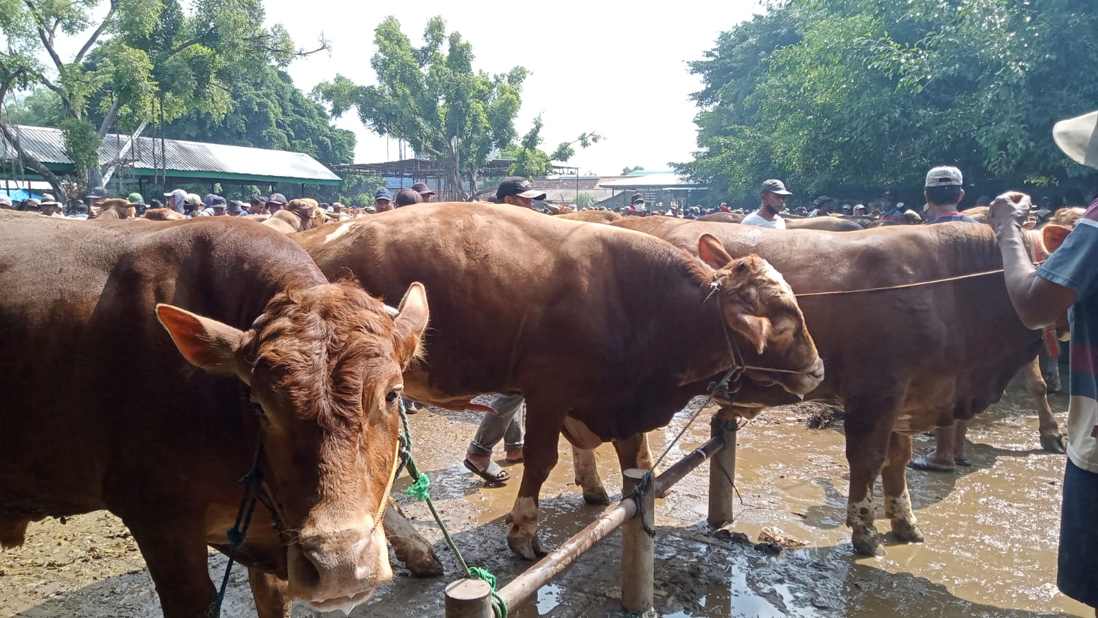 Kasus PMK Sudah Menyebar di 18 Kecamatan, Pemkab Tuban Tutup Pasar Sapi