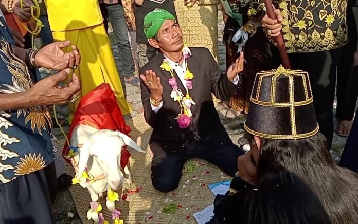 Aneh, di Gresik Seorang Manusia Menikahi Seokor Domba