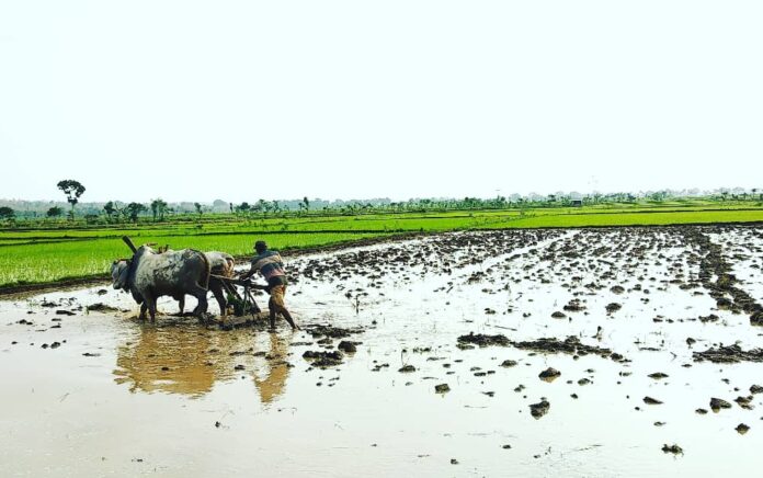 Petani di Tuban Mengeluh, Musim Tanam Pupuk Bersubsidi Langka