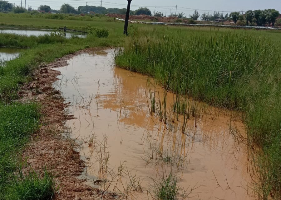 Limbah Cucian Pasir di Tuban Cemari Lingkungan, Sawah Hingga Tambak Tak Bisa Ditanami