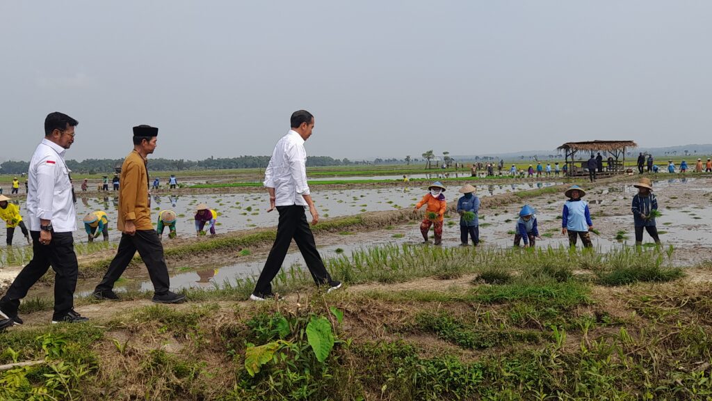 Gaya Ndeso Jokowi Saat Tanam Padi di Tuban, Kaki Nyeker Hingga Celana Dilipat