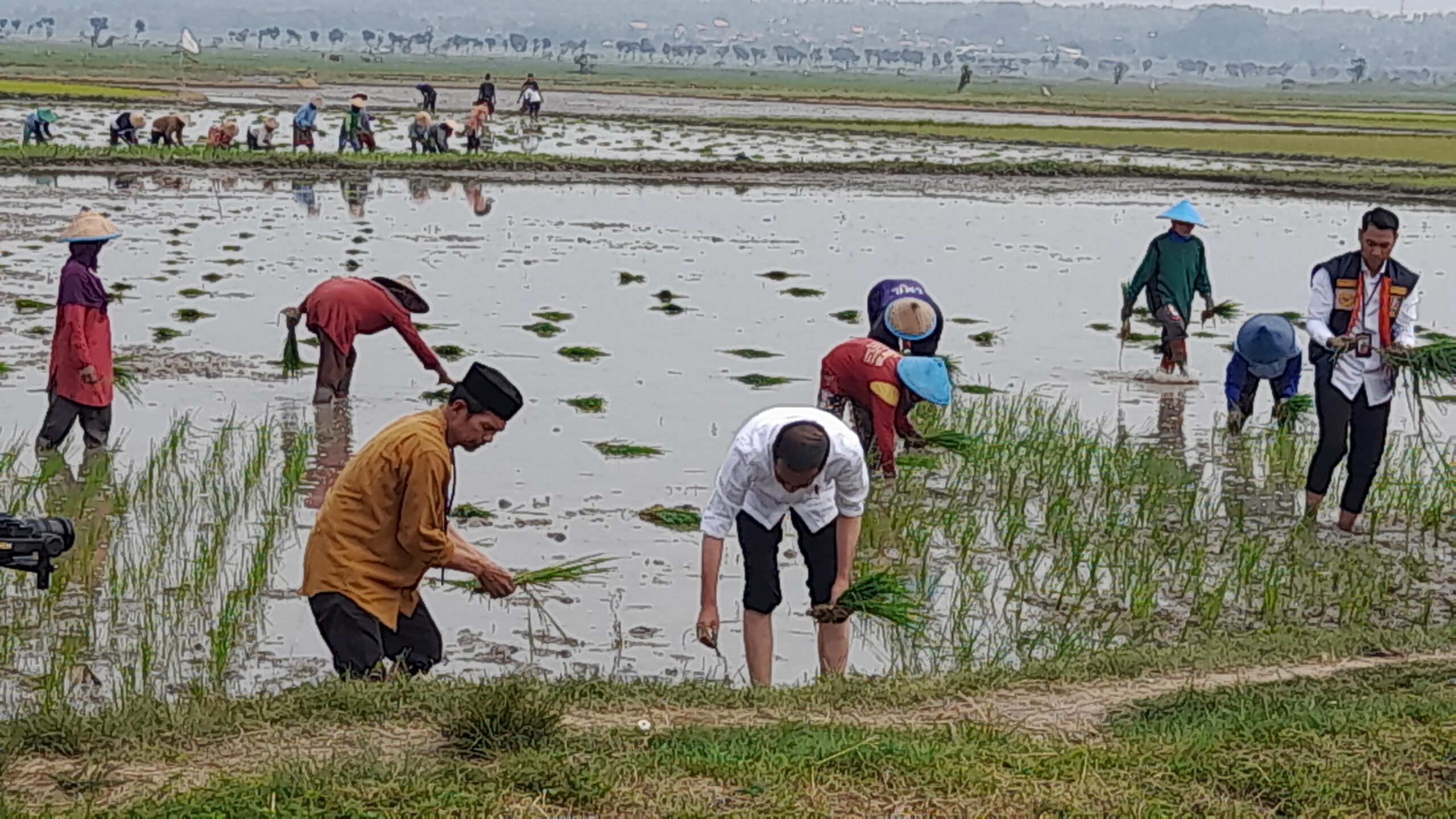 Gaya Ndeso Jokowi Saat Tanam Padi di Tuban, Kaki Nyeker Hingga Celana Dilipat